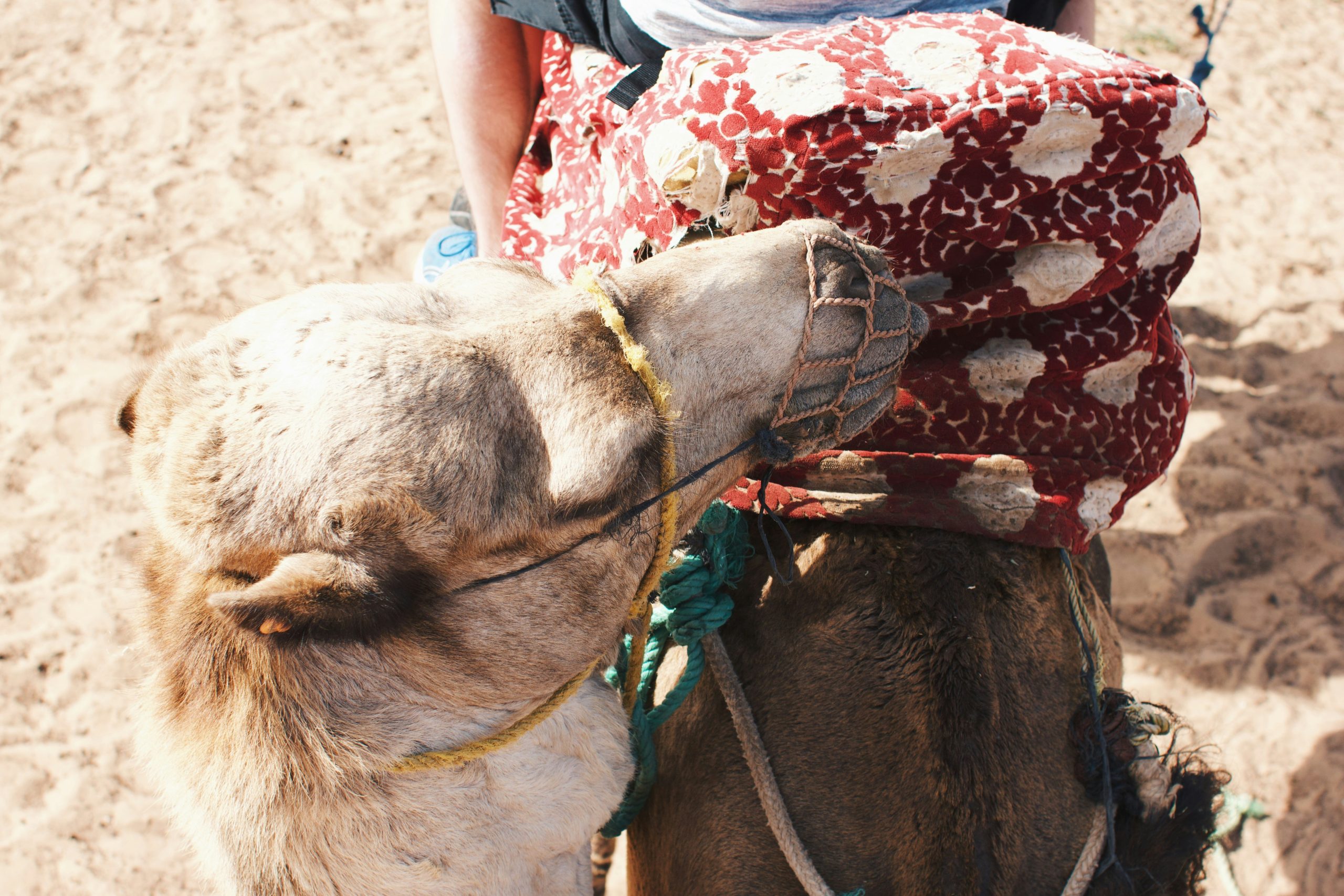 Avontuurlijke 2 daagse privé tour Marrakech – Mhamid | Slapen in de échte woestijn van Marokko en kamelentocht in de Sahara