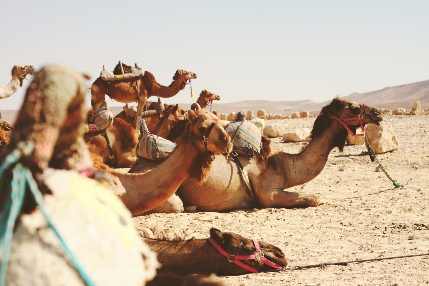 Kamelenexcursie Palmeraie Marrakech – 2 uur als nomade door de uitgedroogde palmtuinen van Marrakech start vanuit jouw accommodatie in Marrakech – Marrakech