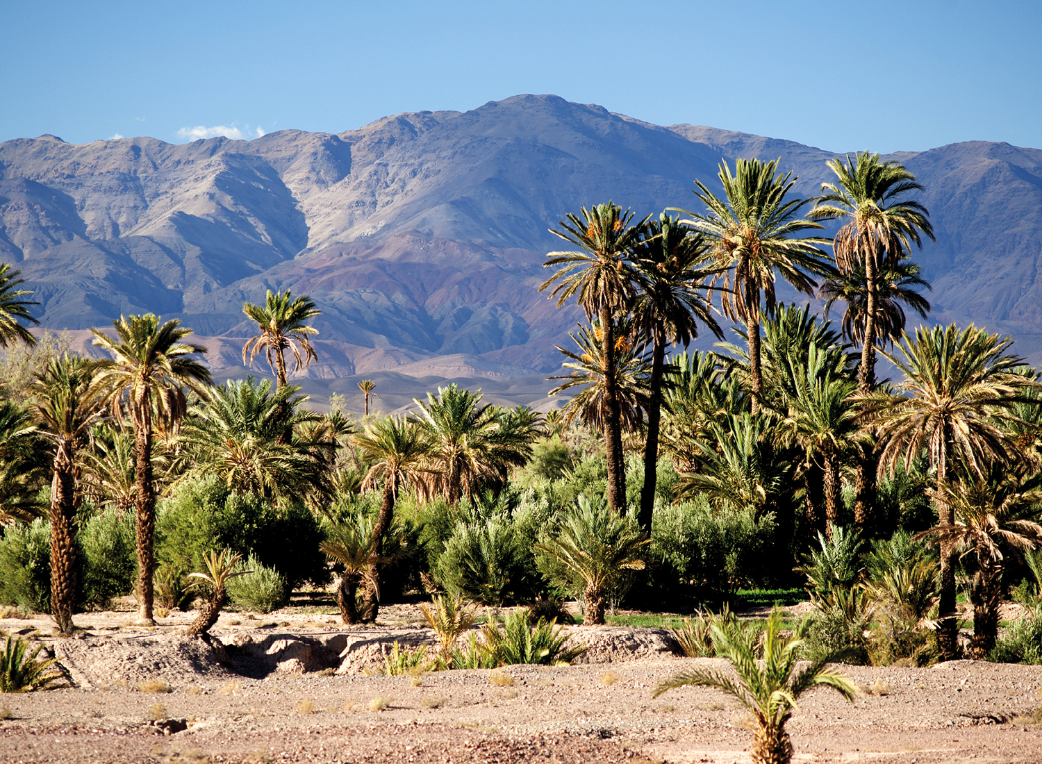 Dagexcursie off road palmvallei van Skoura met een bezoek aan de oude kasbah van Amerhedil – Ouarzazate